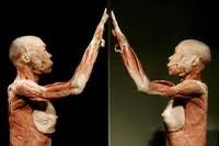 Integrated Human Systems